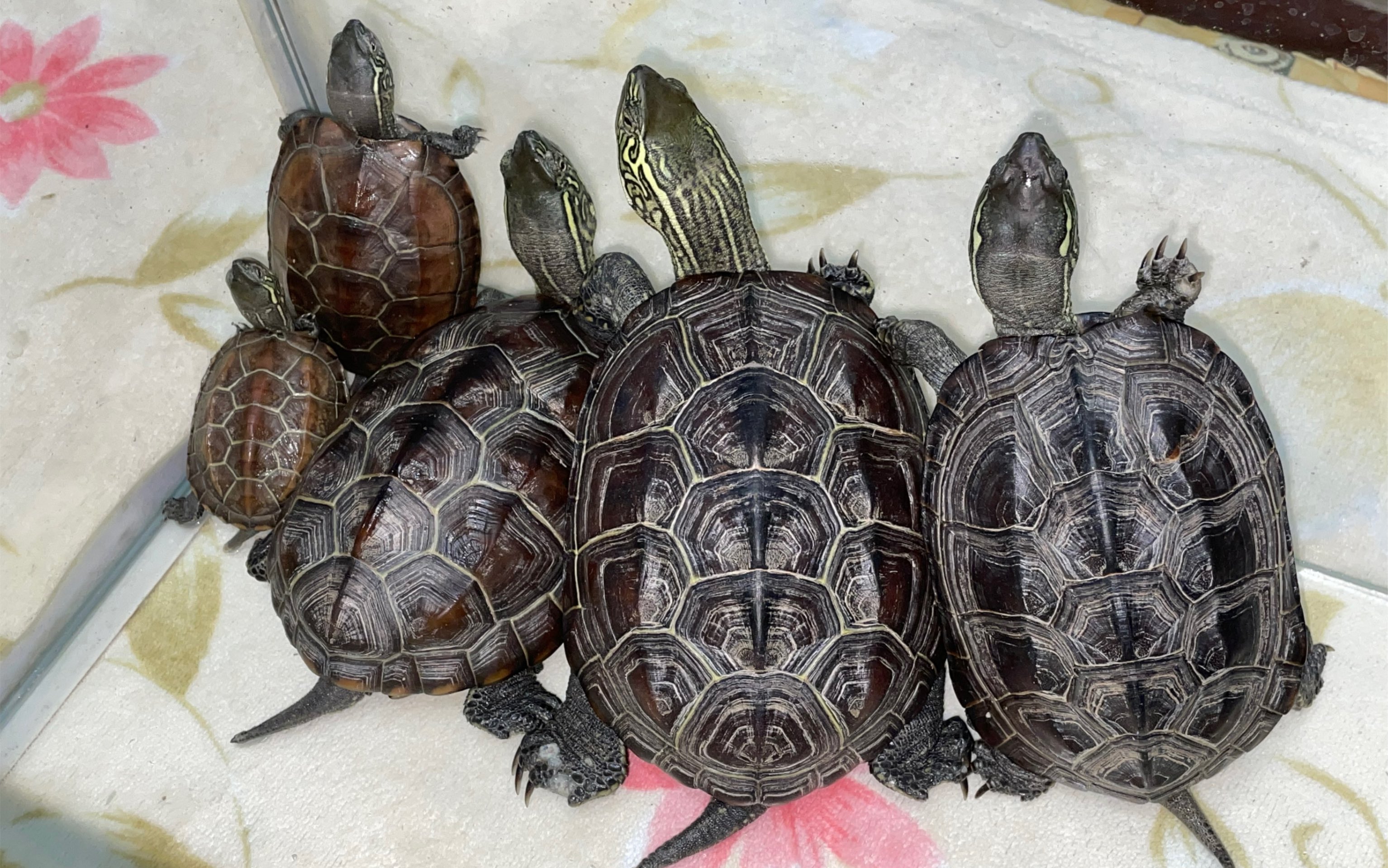 活动  【第1000个视频纪念】谢谢大家对我家五只龟龟的喜爱与关注