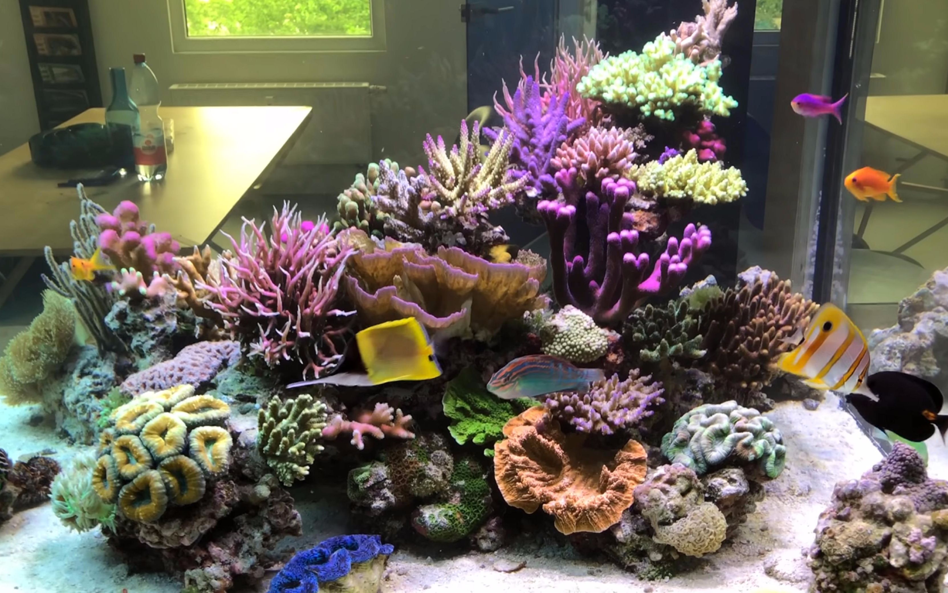 海水缸the room divider reef aquarium at white corals(搬运)