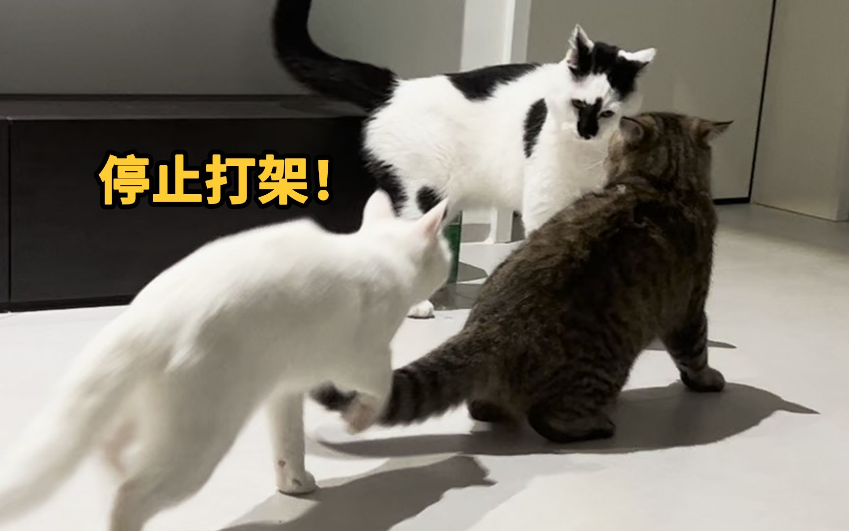 一个和谐家庭背后,总有一只劝架的猫-亮亮也是酿酿-亮亮也是酿酿-哔哩哔哩视频