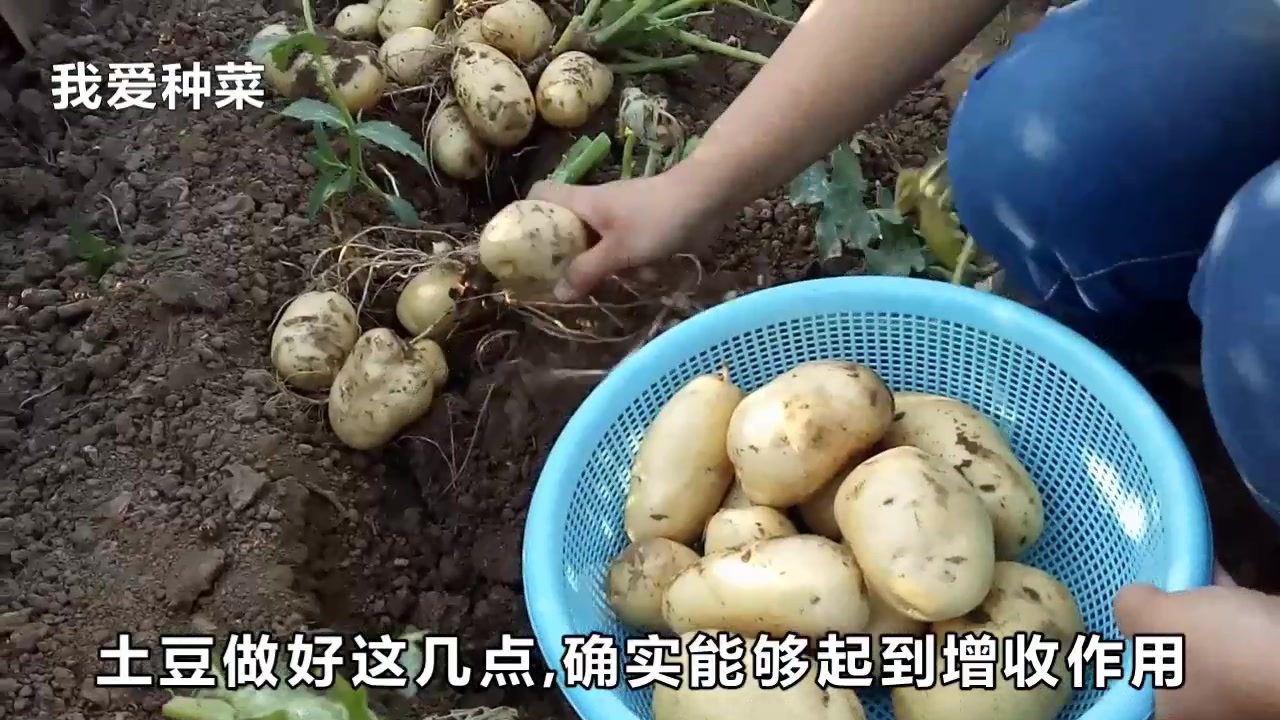 [图]土豆开花用了这几个小技巧，一棵竟能结一篮