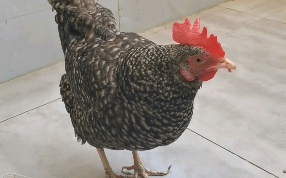 小芦花鸡今天吃蒸的五谷杂粮