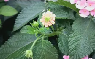马缨丹 搜索结果 哔哩哔哩 Bilibili