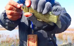 下载视频: 浮萍、水草重障区钓鱼，平静水面之下鲫鱼躁动，一股小连杆来袭