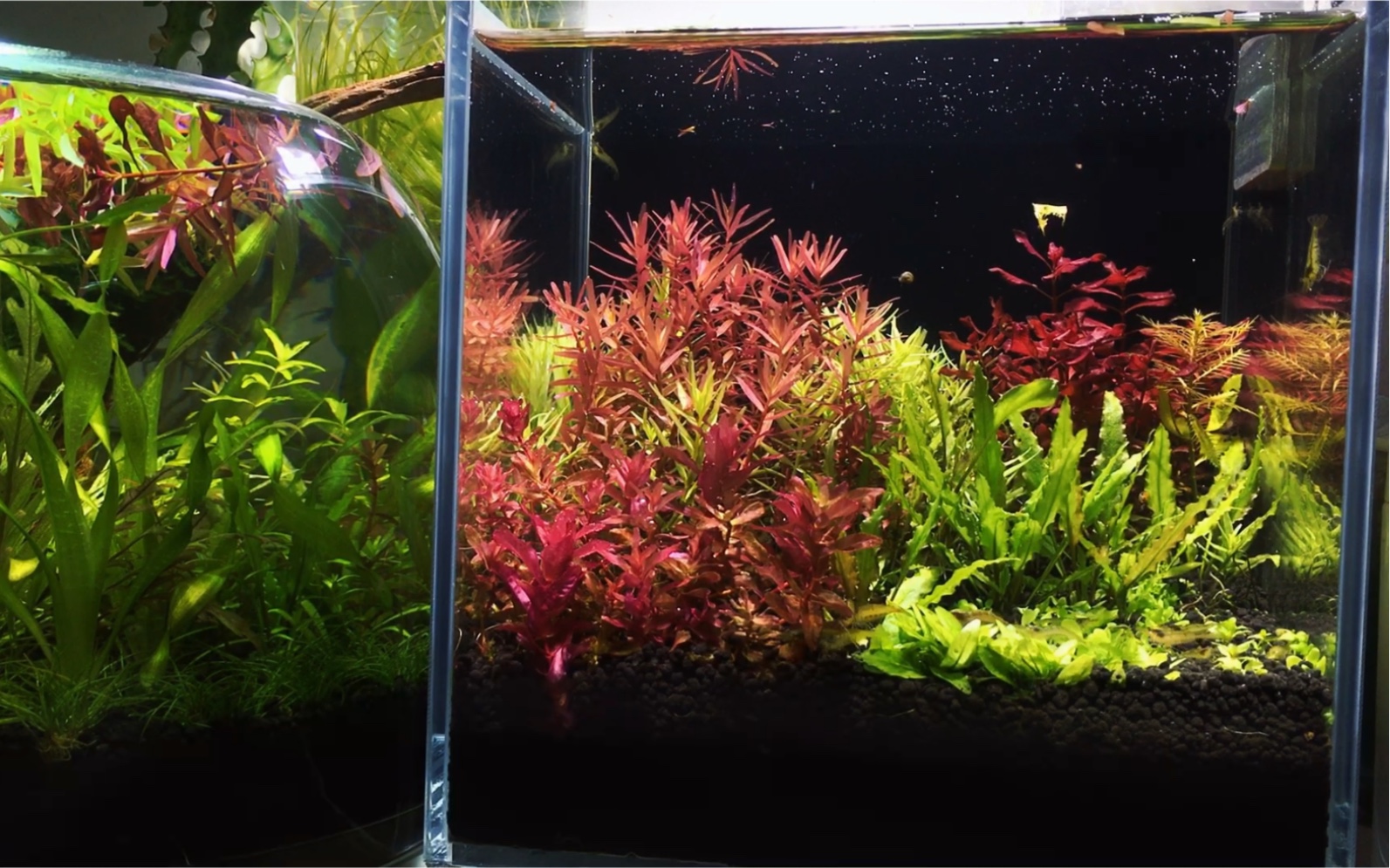 20方缸荷兰景 日常修剪篇