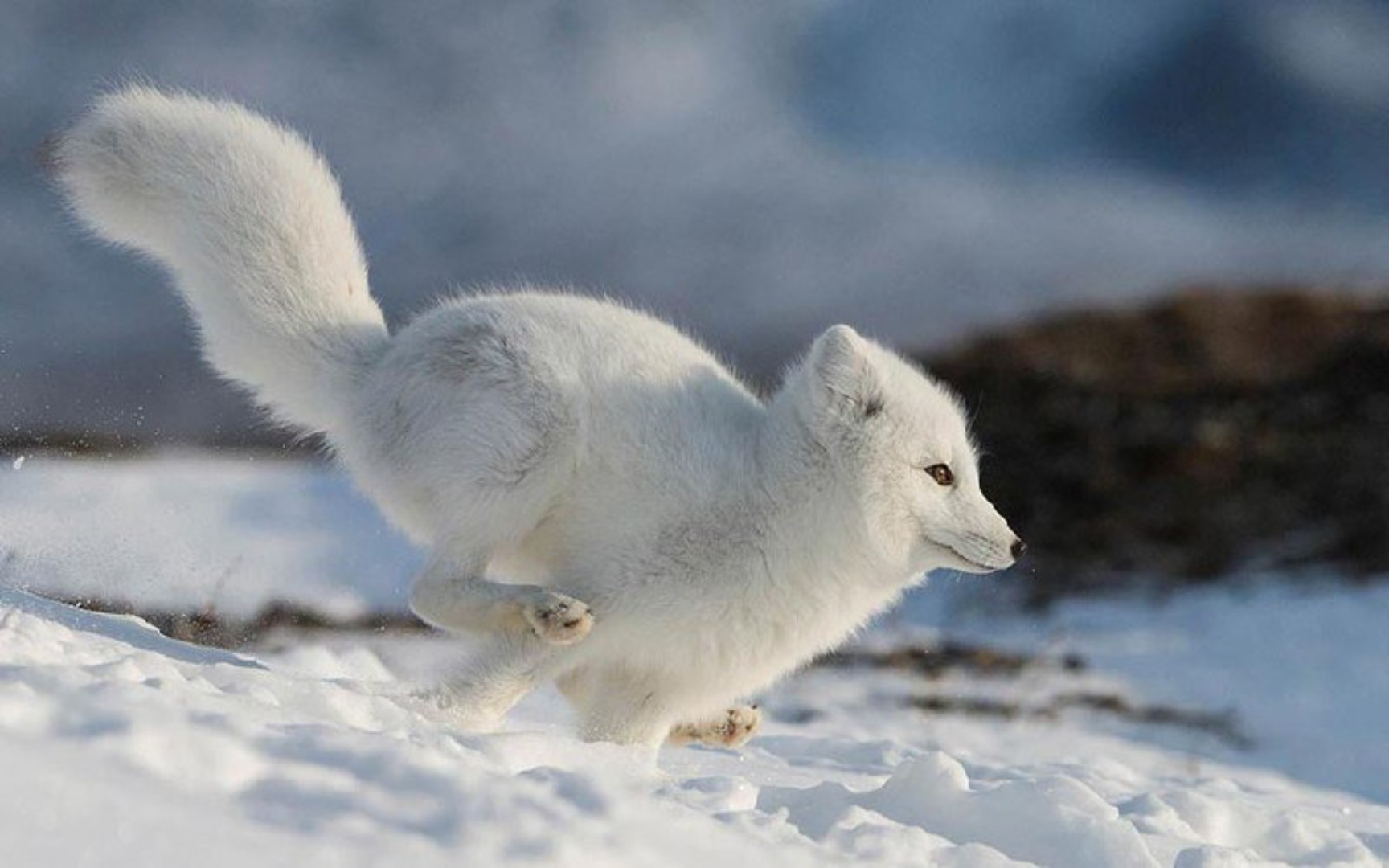 高速奔跑的北极狐