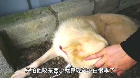狗狗有多怕大鹅 倒地装死被大鹅一眼识破 装死也要咬你 哔哩哔哩 狗狗有多怕大鹅 倒地装死被大鹅一眼识破 装死也要咬你 哔哩哔哩