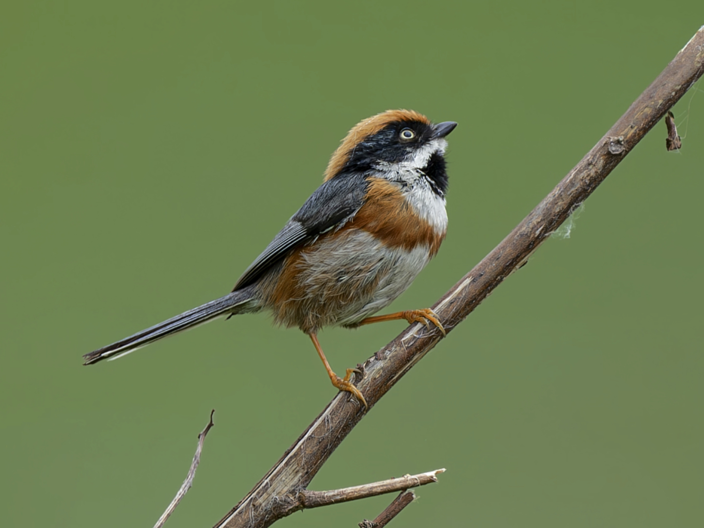 我拍到了脸长得像张飞的鸟!