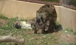 Скачать видео: 春日明媚阳谷下给母鬣狗舔毛的公鬣狗