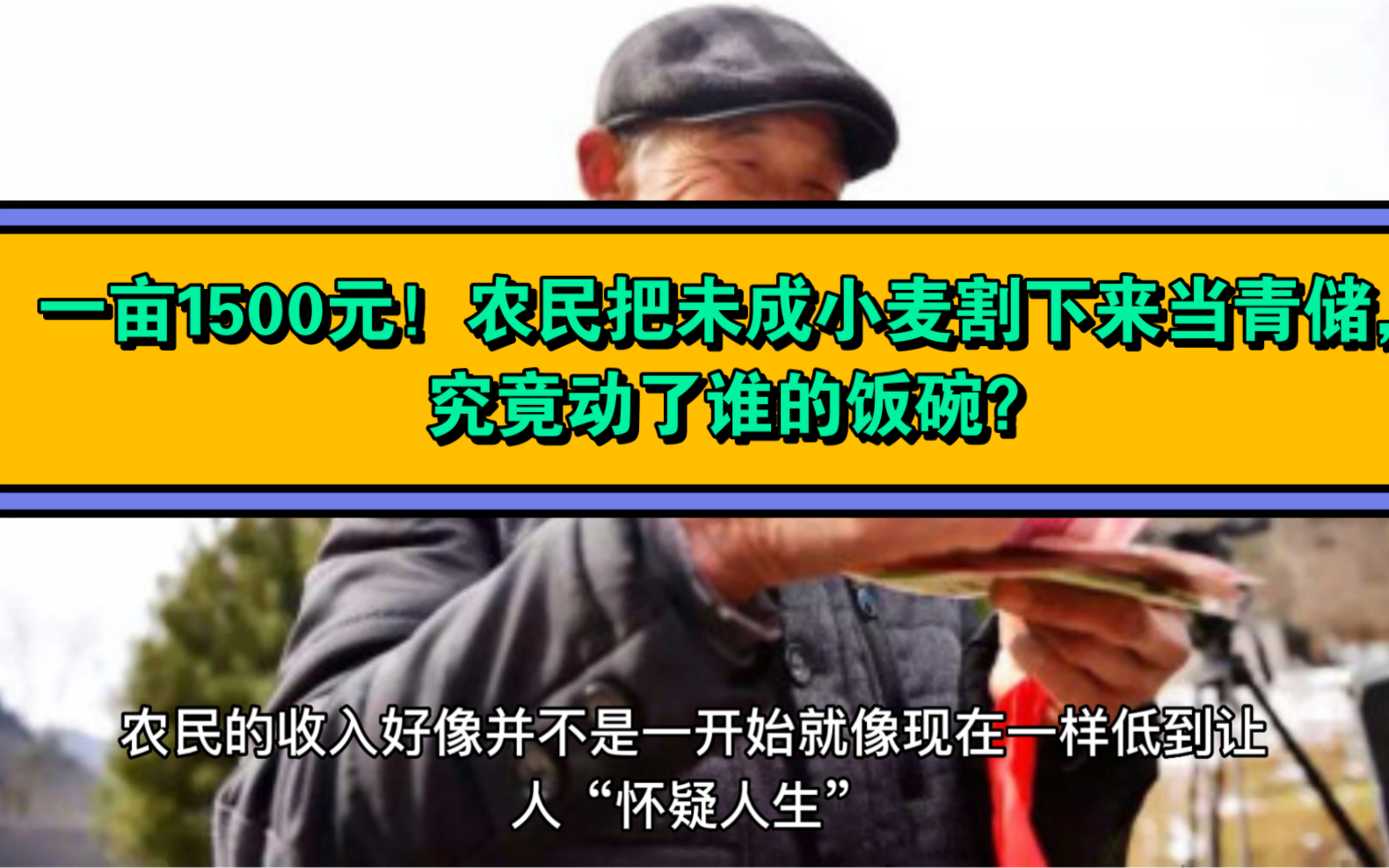 一亩1500元!农民把未成小麦割下来当青储,究竟动了谁的饭碗?哔哩哔哩bilibili