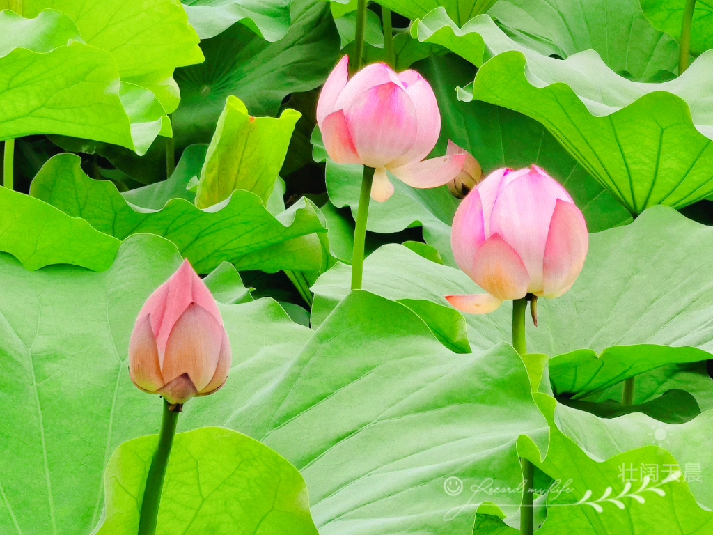 [图]荷花赏 最喜欢的花啦