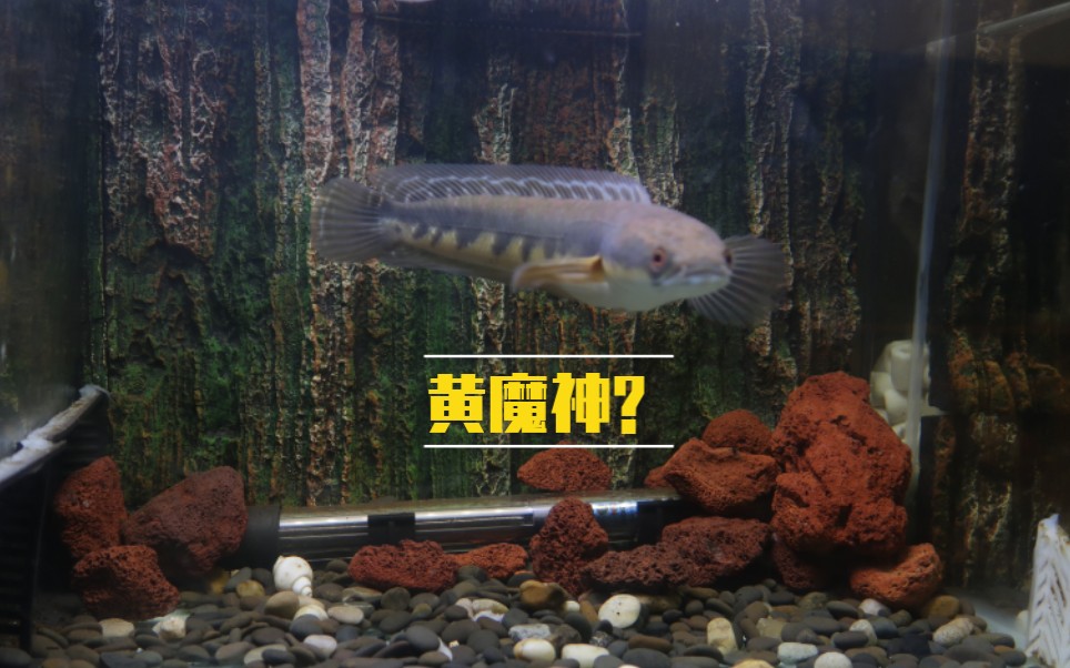 养了两个月加里曼丹黄魔神苗子开始爆梅花啦?