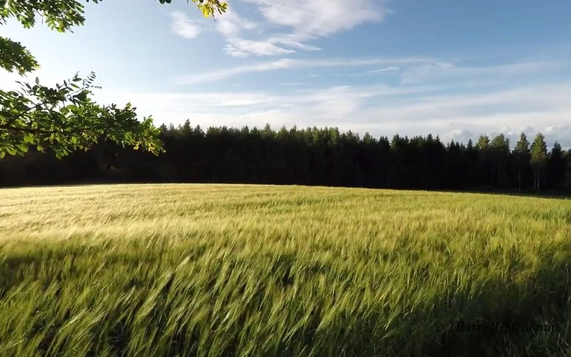 风吹麦浪田野间的风 | 舒缓 | 专注 | 解压 | 助眠 | 自习 | 放松 | 背景音哔哩哔哩bilibili