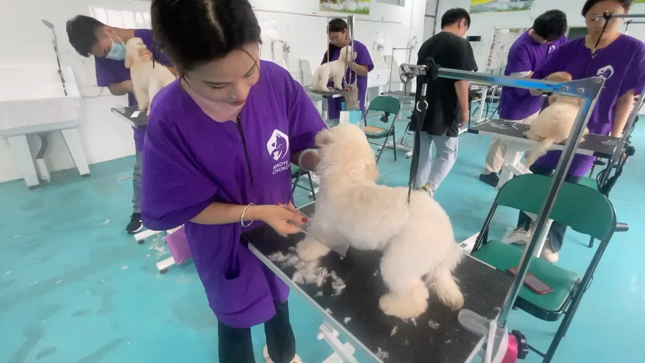 【小野宠物美容培训】最新视频已上线,快来围观!