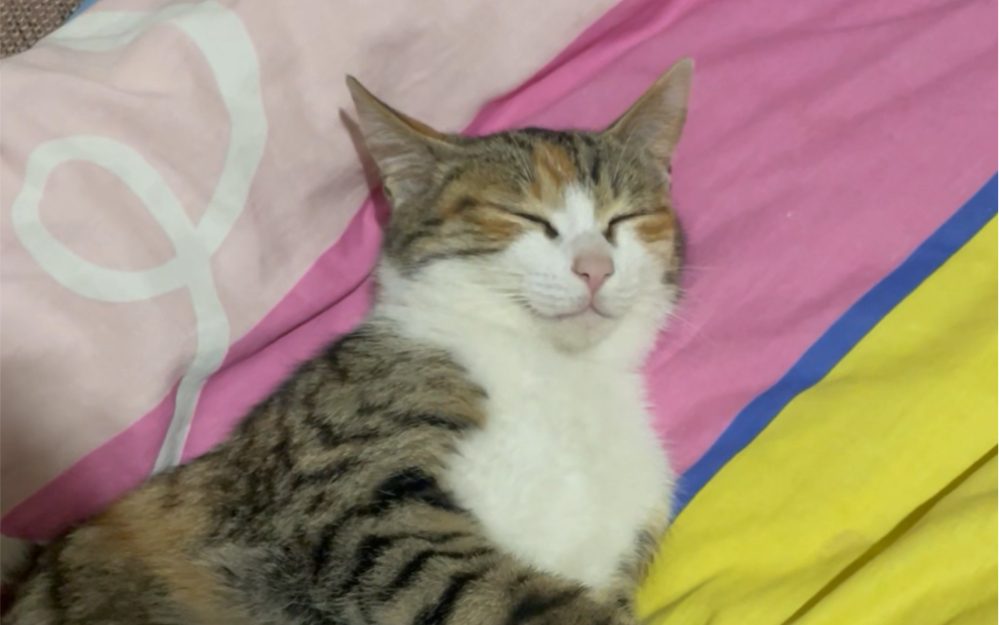 小烧猫,快使用挑逗攻击