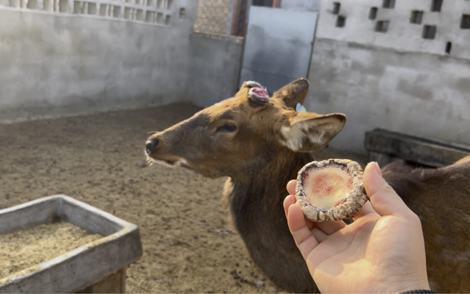 梅花鹿角帽粉的功效(梅花鹿角帽粉:抗氧化美白祛斑,呵护肌肤健康)