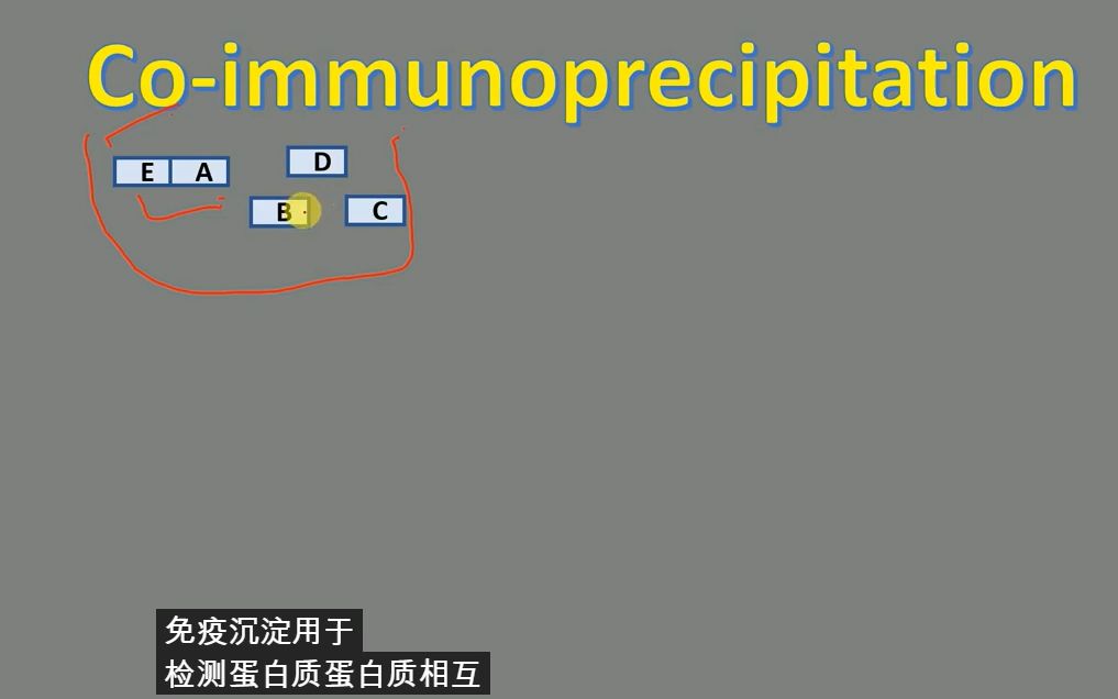 你一定可以看懂,免疫共沉淀(CoIP)原理科普哔哩哔哩bilibili