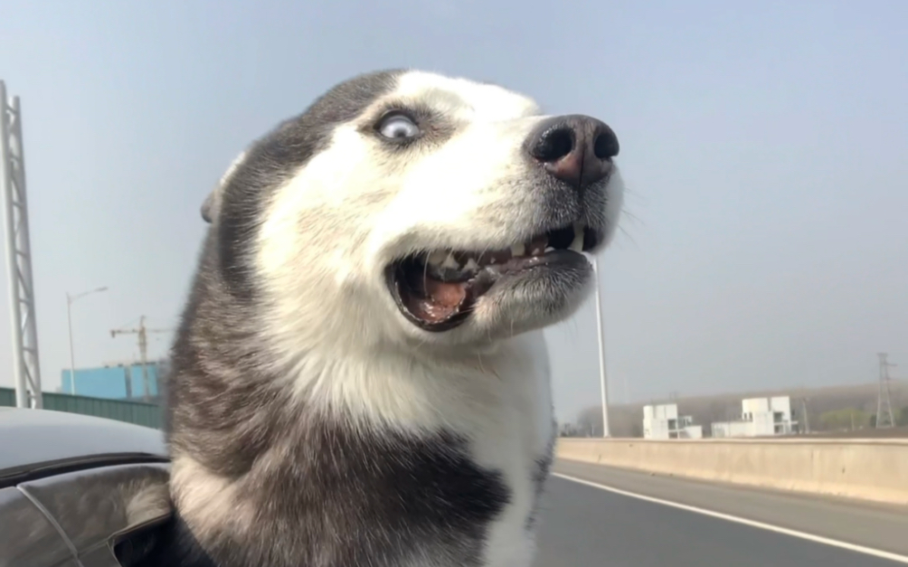 好大一颗狗头