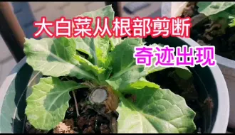 Download Video: 连续采收六个月的大白菜，又生孩子了！小菜园种菜，越折腾越好玩