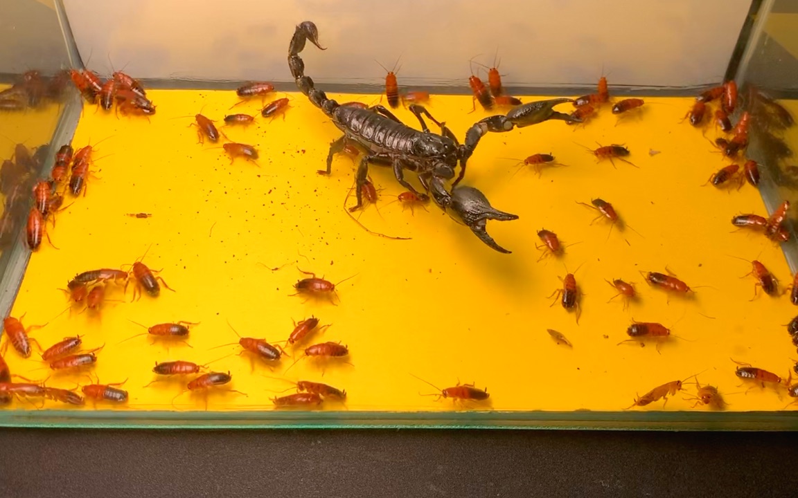 活动作品蝎子vs蟑螂给蝎子喂食200只蟑螂会发生什么
