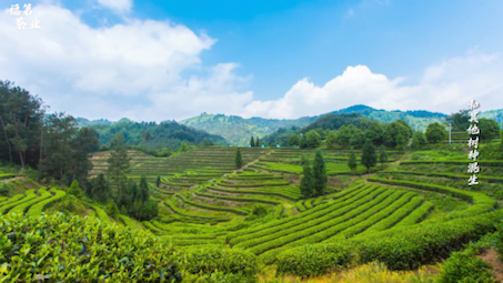 南糯山丫口老寨普洱茶