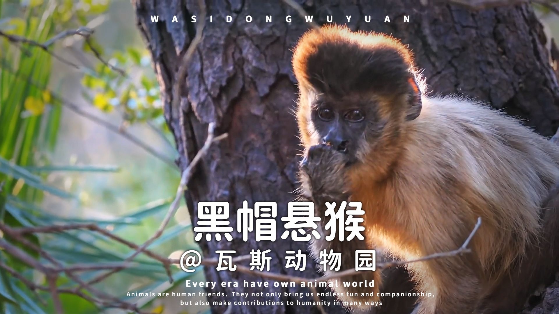 黑帽悬猴:世界上最聪明的猴类动物之一