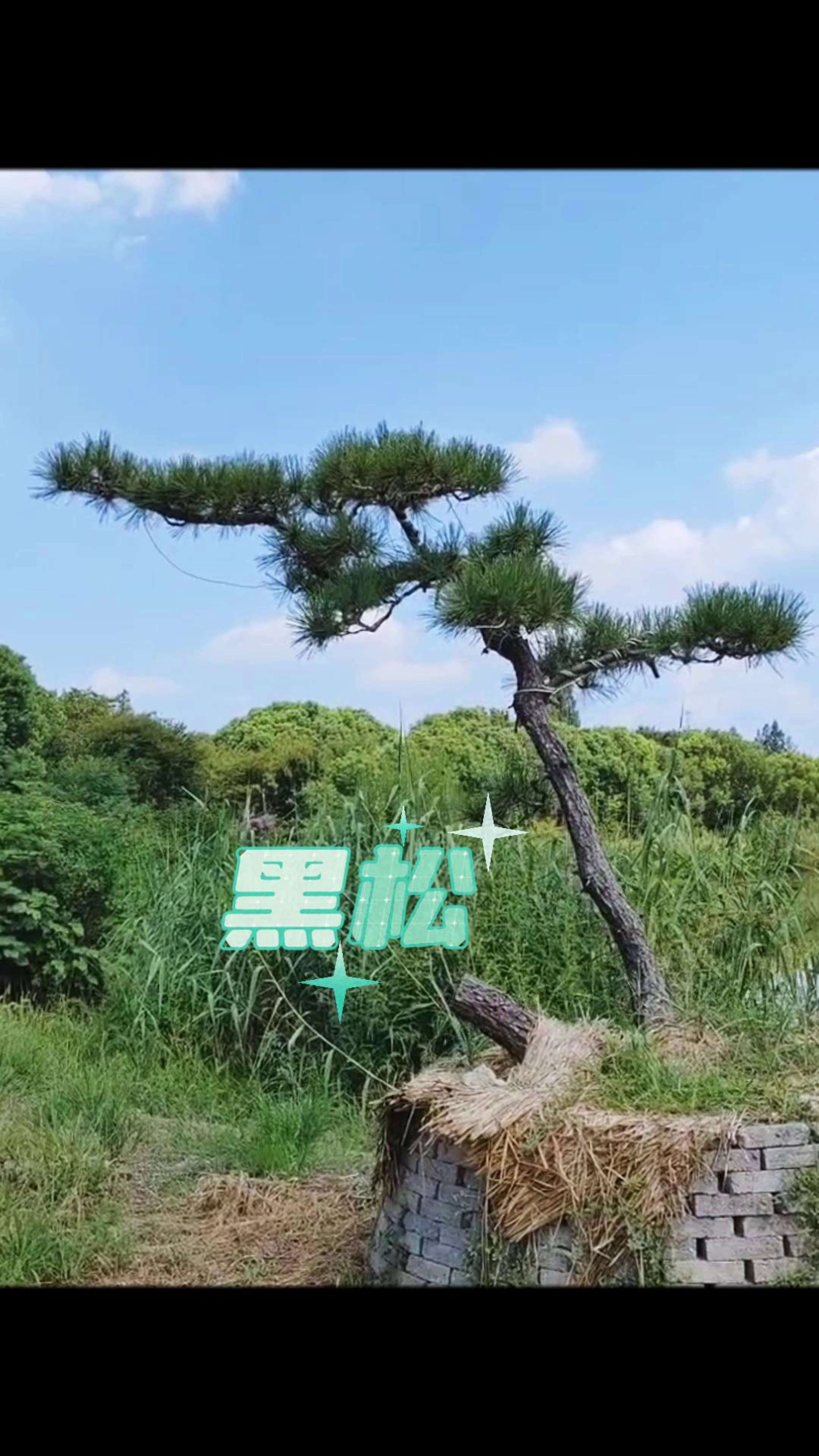 一棵可做孤植的造型黑松