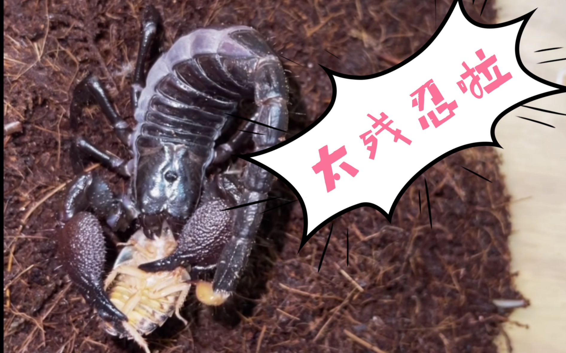 近期节肢爬宠喂食视频(帝王蝎,捕鸟蛛)