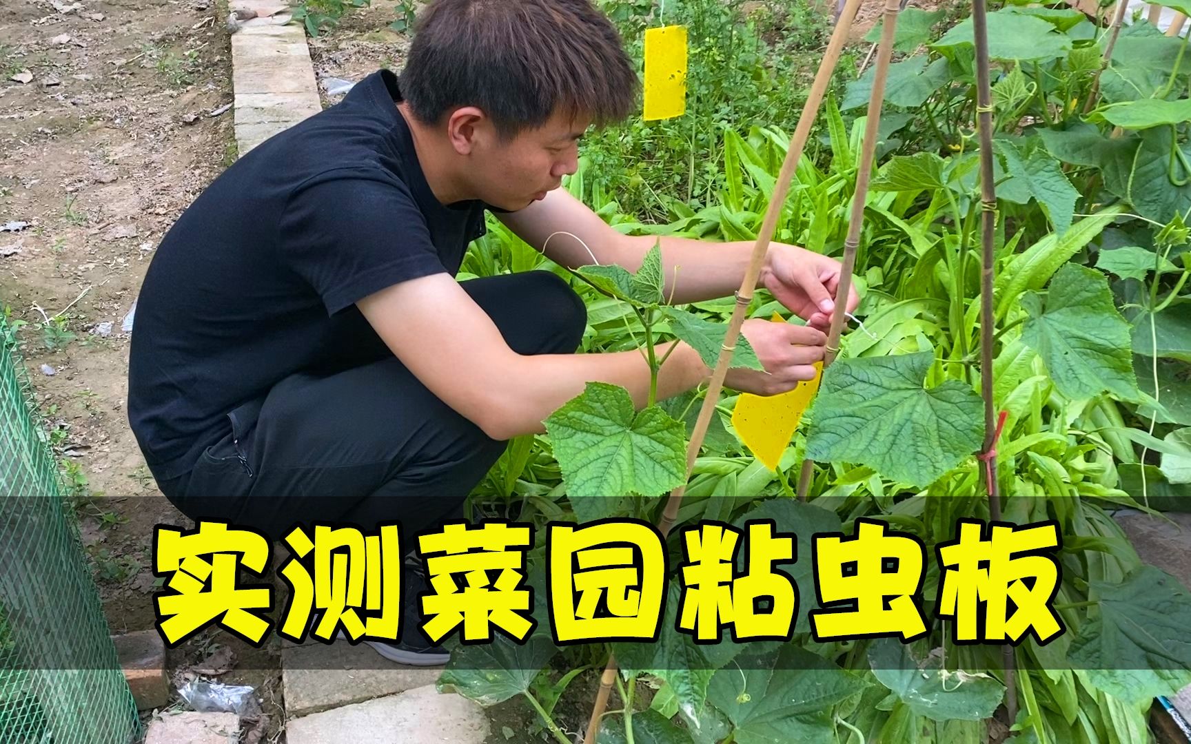 夏天菜园小飞虫特别多,实测“黄板粘虫”,看看是不是智商税?哔哩哔哩bilibili