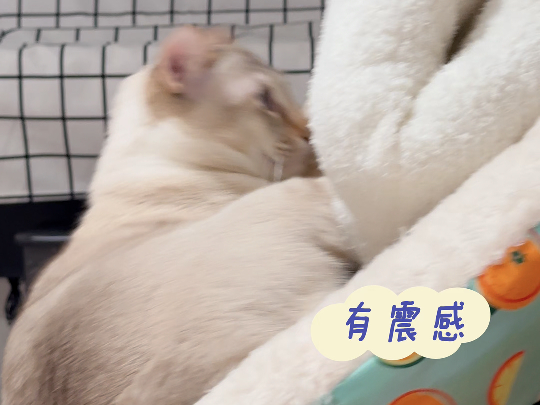 肥猫翻车啦哔哩哔哩bilibili