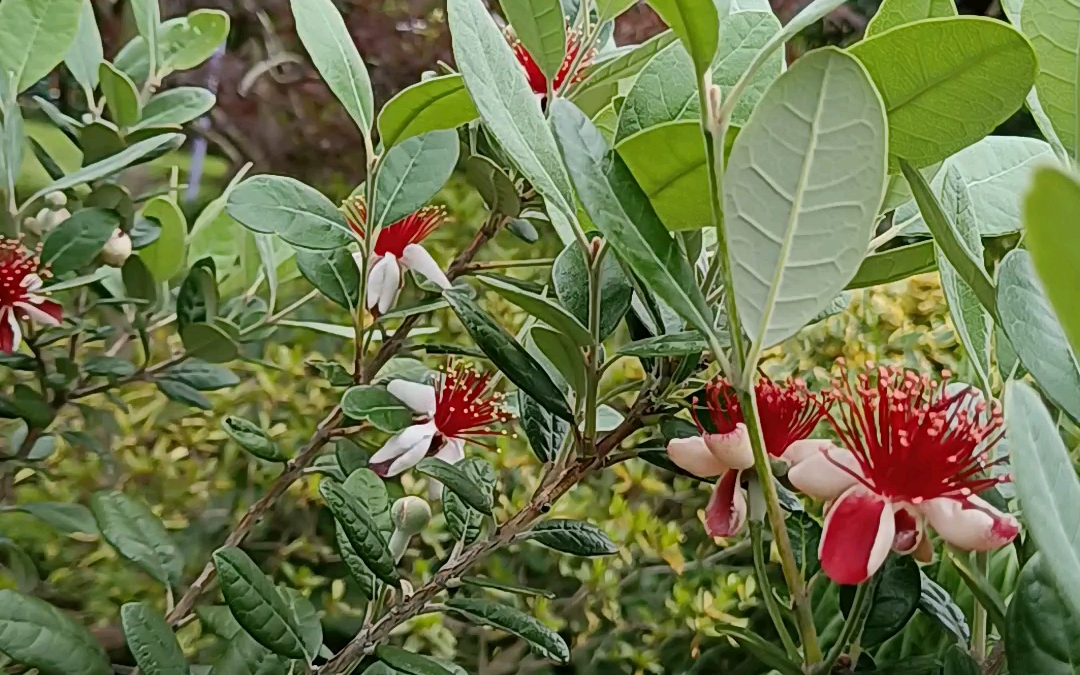 菲油果.原产拉丁美洲,五月开花,十月果实成熟,酸甜多汁,到时尝尝.上海八十年代首先由上海植物园引入栽种.(上海松江)哔哩哔哩bilibili