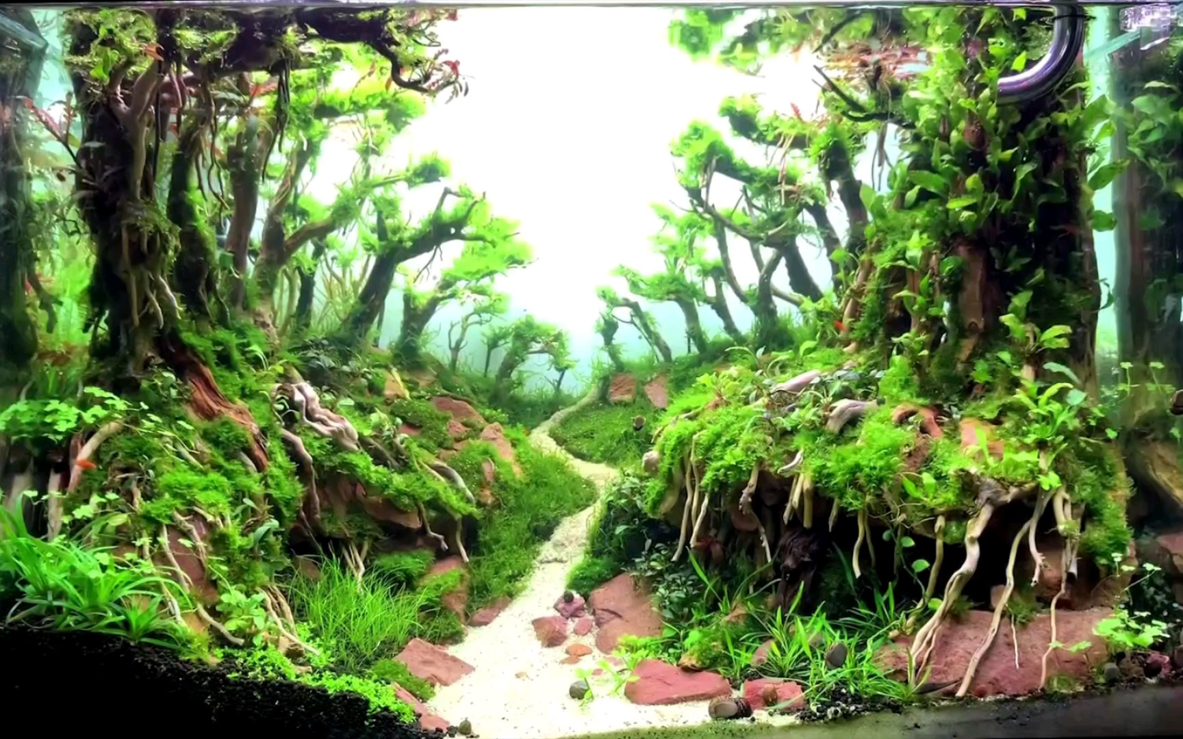 70-45-45草缸造景森林河谷开缸详细骨架搭建_哔哩哔哩_bilibili