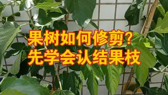 高产果桑栽培技术如何栽培果桑教程怎样种植果桑 哔哩哔哩 Bilibili