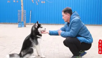 汪星人 暴打不听话的柴犬 日本驯犬师中村信哉镜头前引发众怒 知道原因后所有人都沉默了 哔哩哔哩 Bilibili