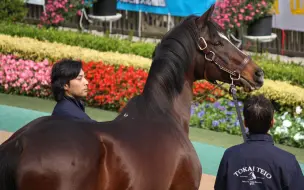 Télécharger la video: 420东海帝王生贺【生肉】东海帝王トウカイテイオー Tokai Teio 帝王・荣光的蹄迹