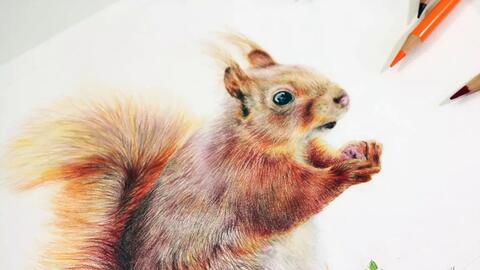 【Amie Howard Art】07_如何用彩铅画松鼠