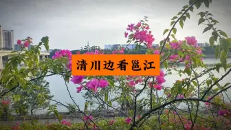 Télécharger la video: 南宁三角梅盛开了，又到看邕江的季节，么么哒