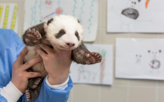【大熊猫梦梦】梦梦崽是个嘤嘤怪呀