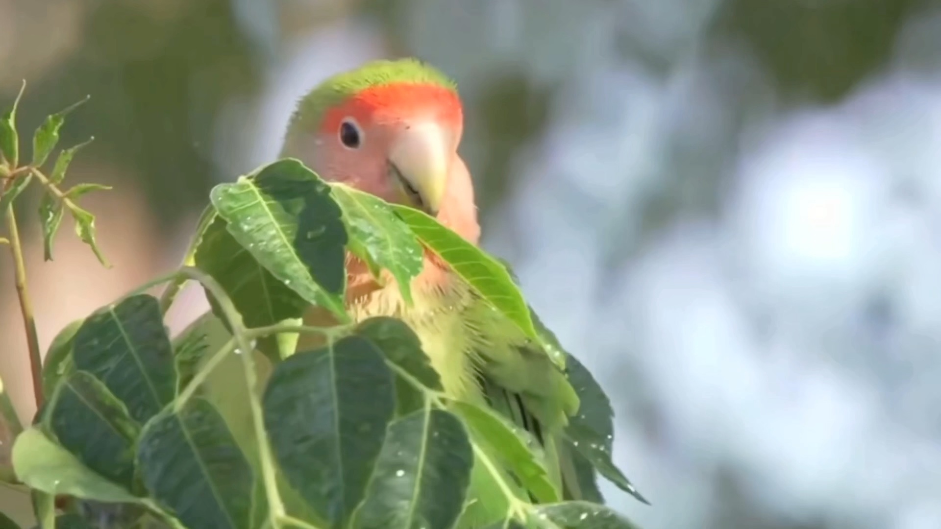 领略一下野生牡丹鹦鹉的风采