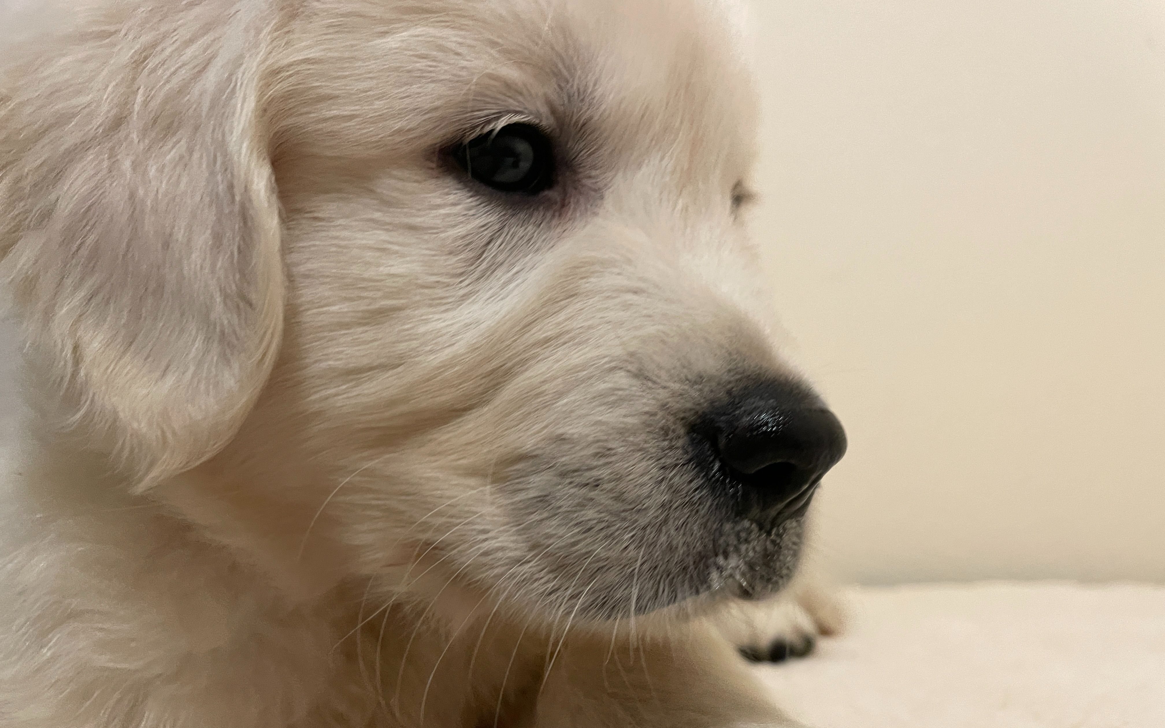 拉菲日记 | 小金毛回家的第一周