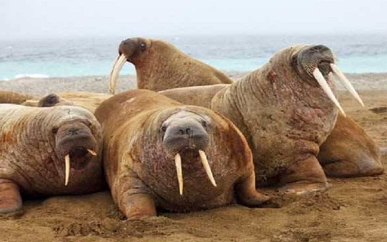 北极熊冲入海象群想攻击,不料海象的獠牙令它惧怕!_哔哩哔哩_bilibili