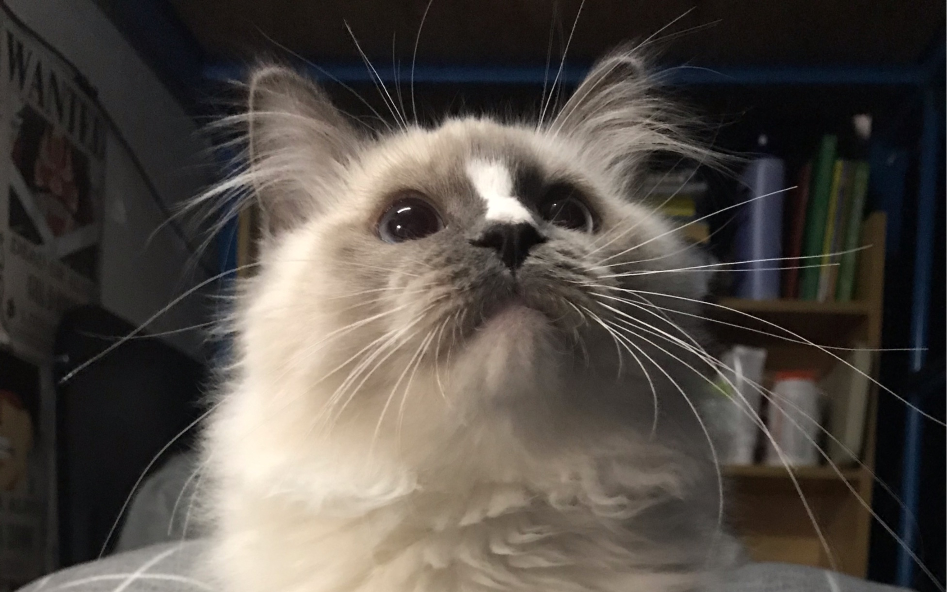 活动作品流星布偶