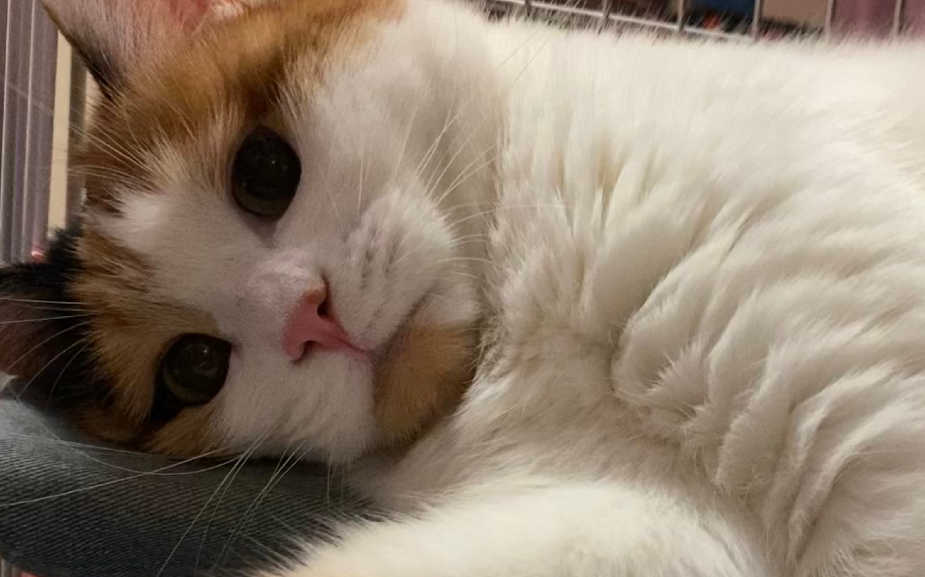 奔儿头可可爱爱的日常【1】