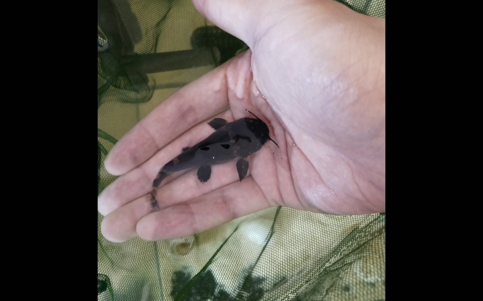 [开箱]不到一个月长大了好多的黑花阔嘴鲸