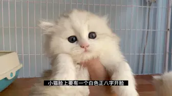 Tải video: 银白拿破仑猫如何挑选，这个品相的银白米努特价格多少？