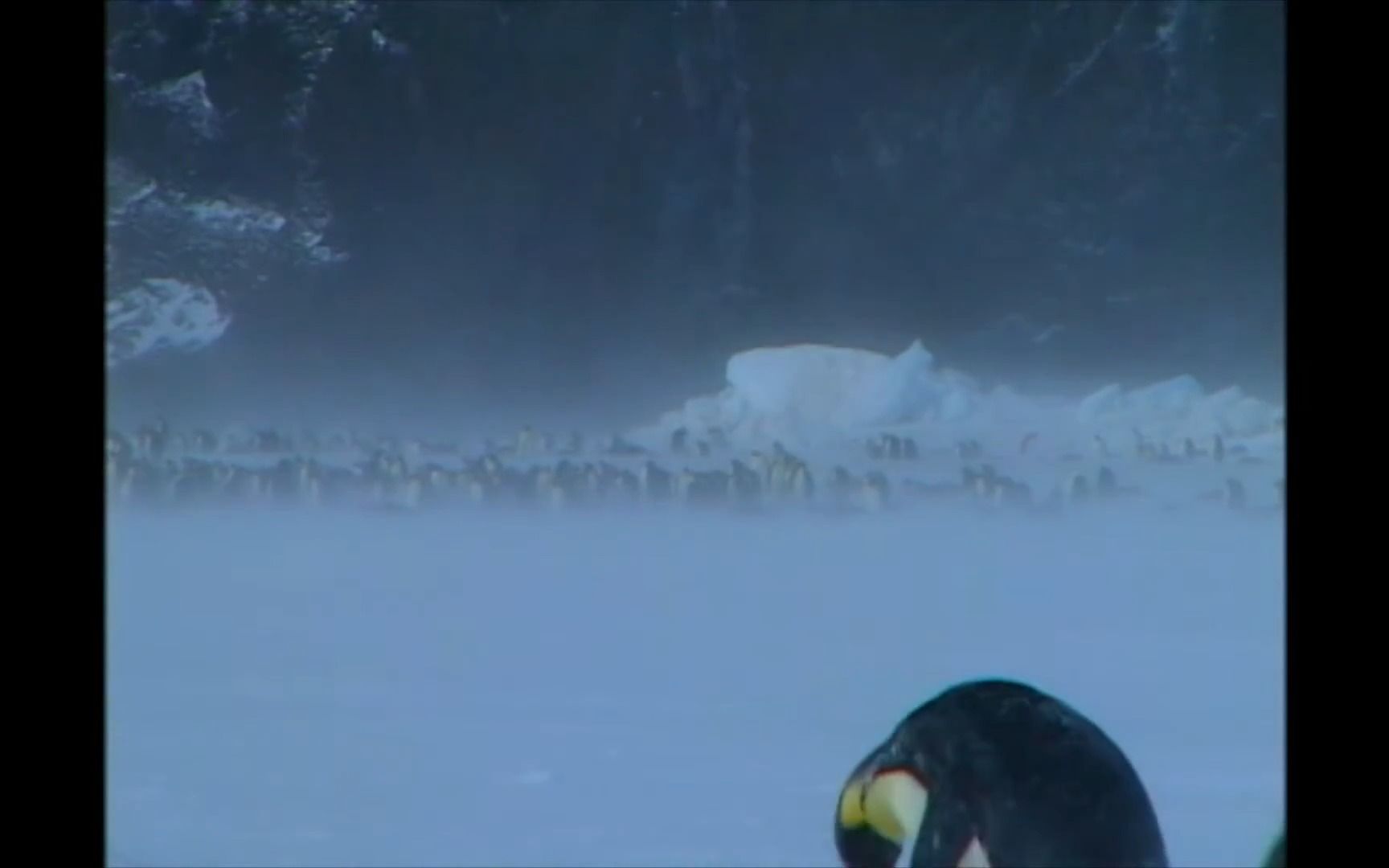 [图]国家地理 Crittercam Emperor Penguins 帝企鹅日记幕后绝版纪录短片 2005