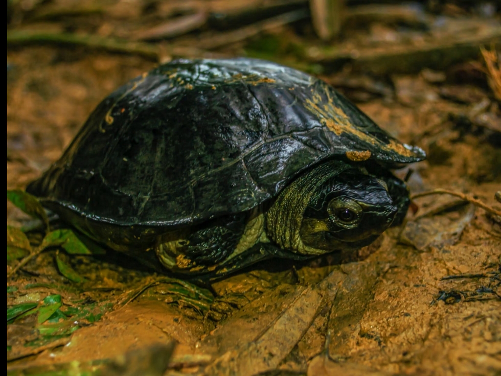 粗颈龟(siebenrockiella crassicollis)