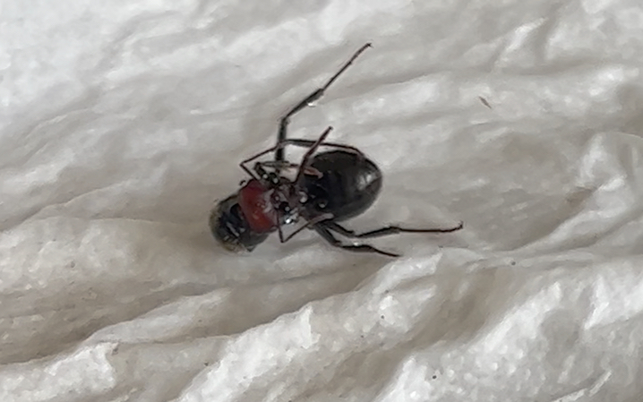 中毒正在走向死亡的巨首收获蚁messor cephalotes蚁后