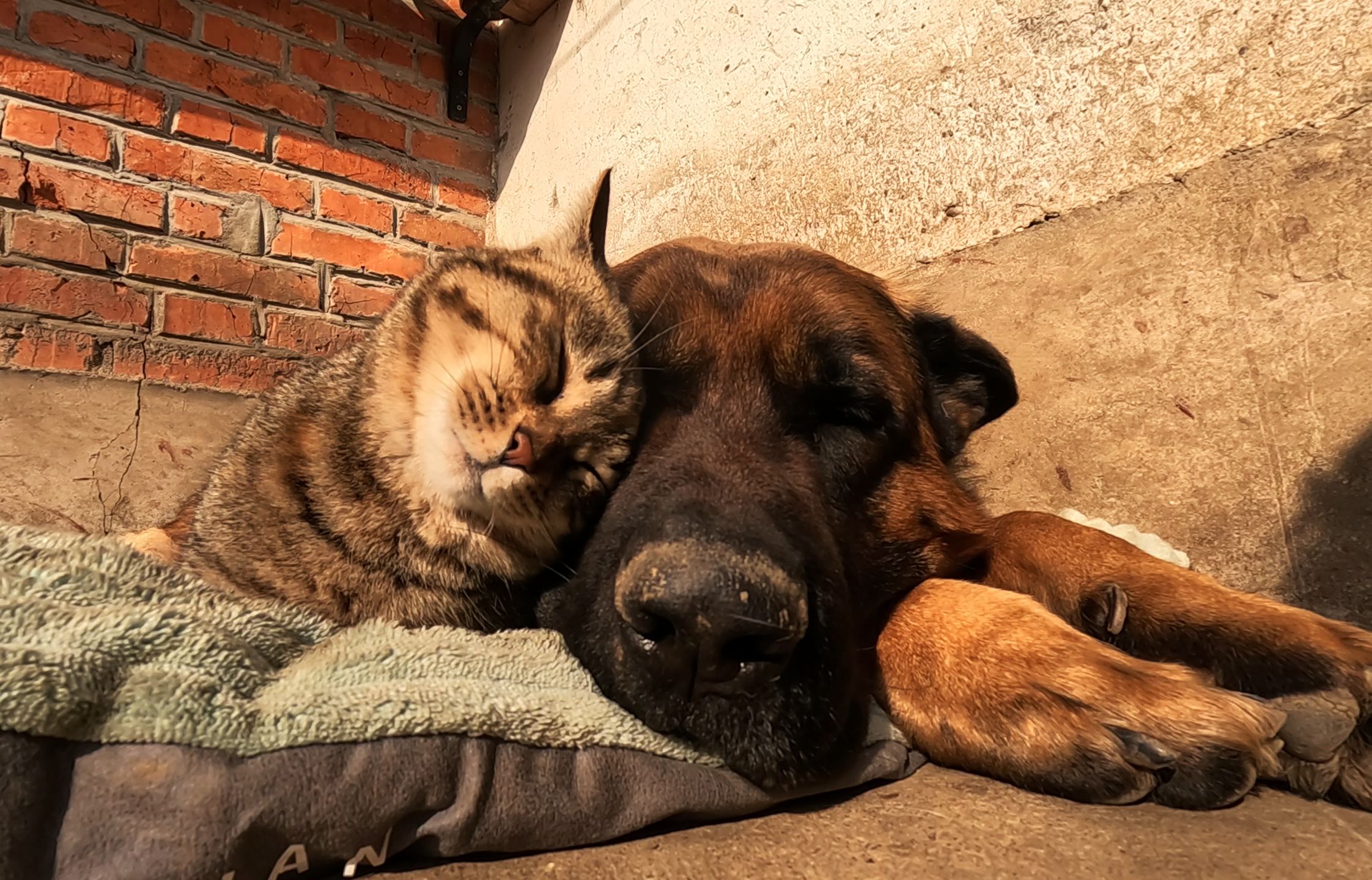 狸花猫依偎着德牧,眼里只有狗子,猫狗情深温馨又幸福