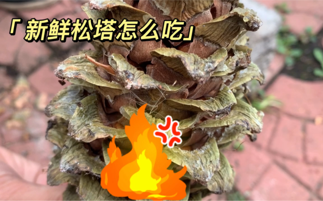 新鲜松塔图片