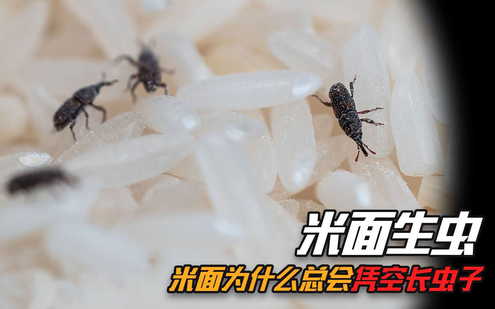 [图]为什么超市里的米面不生虫，买回家后就生虫？